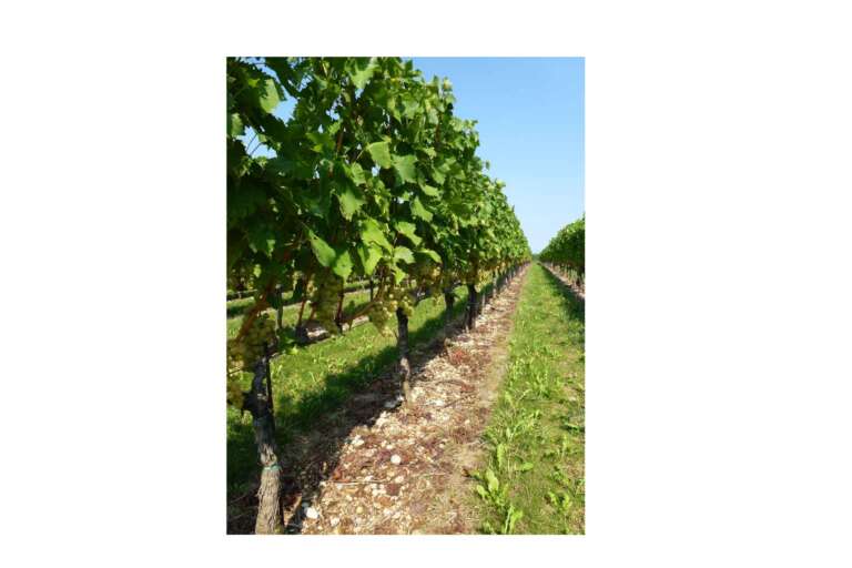 Malvasia