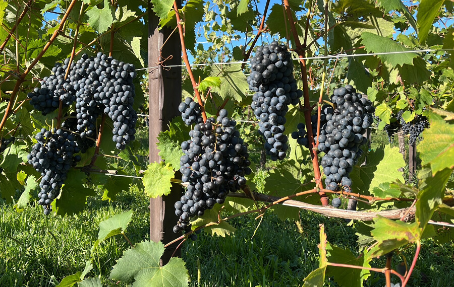 refosco dal peduncolo