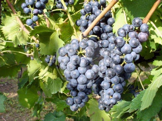 tazzelenghe