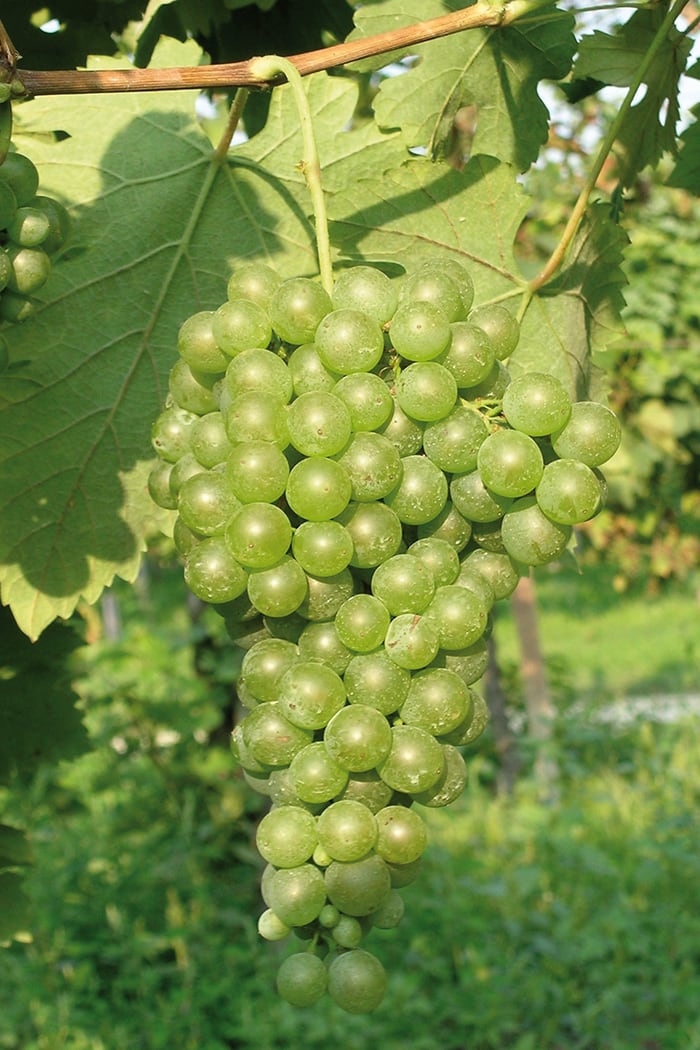verduzzo